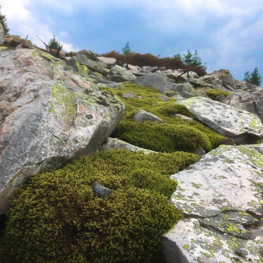 Harz Hotel Und Gaestehaus Am Bornweg Bad Sachsa Zewnętrze zdjęcie